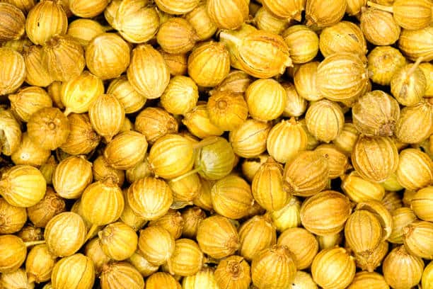 تصویر 2 از خرید و فروش تخم گشنیز تازه با شرایط فوق العاده